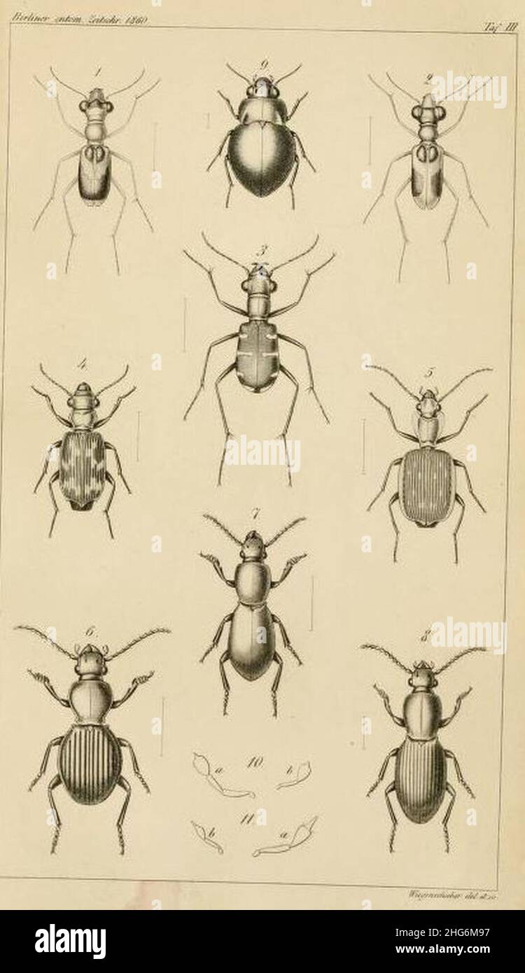 Several insects hi-res stock photography and images - Alamy