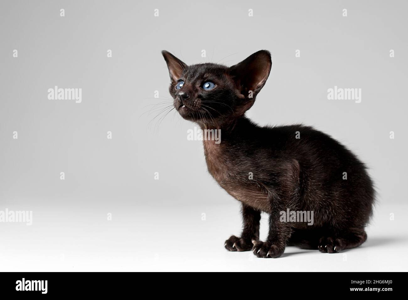 Oriental black kitten with blue eyes isolated against gray background Stock Photo