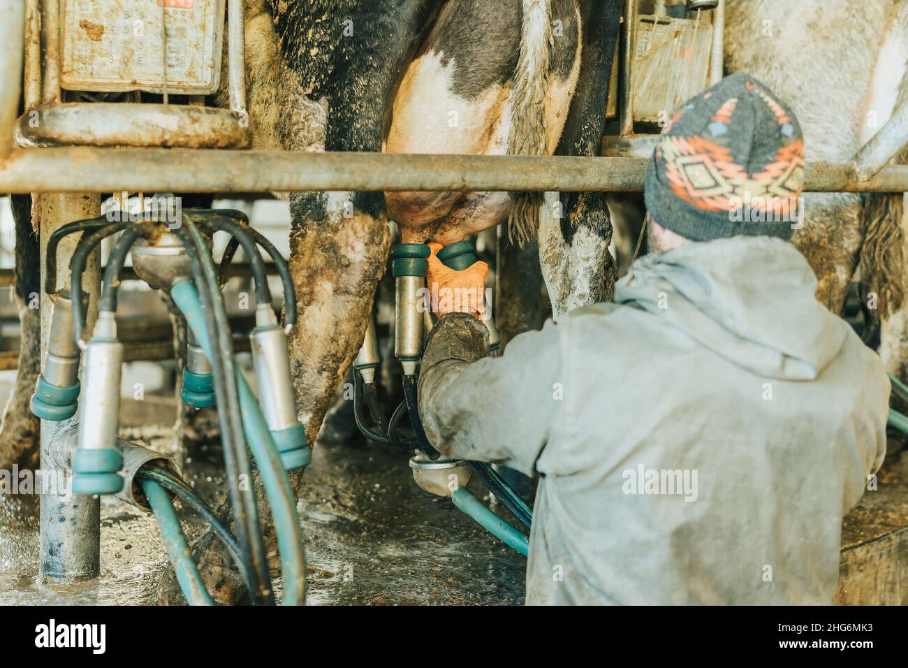 man on his back in work clothes putting teat cups on a cow Stock Photo