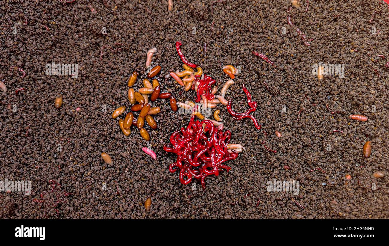 Prepared groundbait mixture for fish. The worms visible in the photo