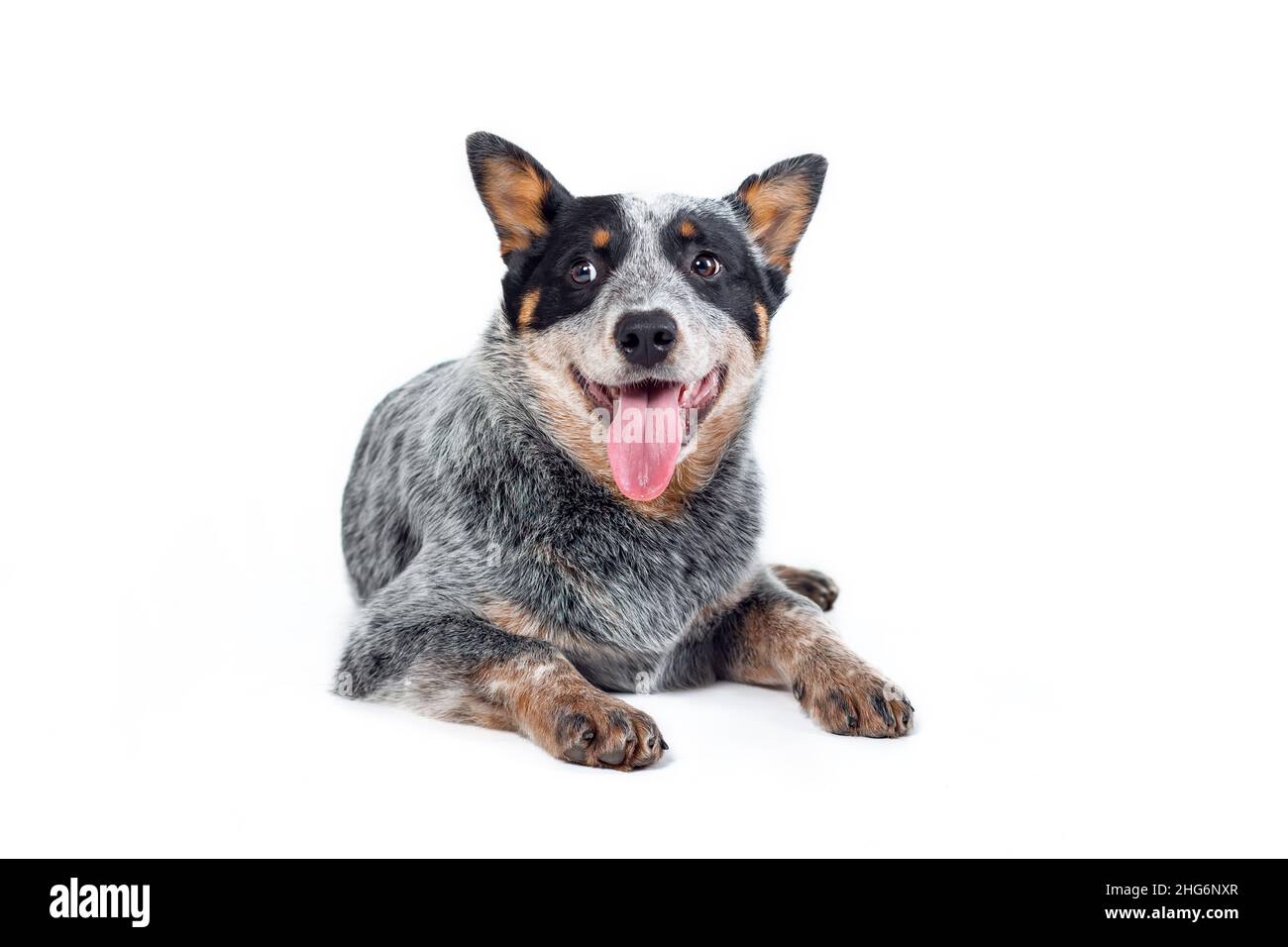 Cute happy blue heeler or australian cattle dog puppy with tongue out lying down isolated against white background Stock Photo