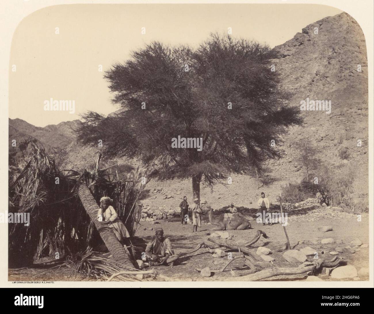 Sgt. James M. McDonald (English - Seyal (Shittim) Tree, Dedicated to ...