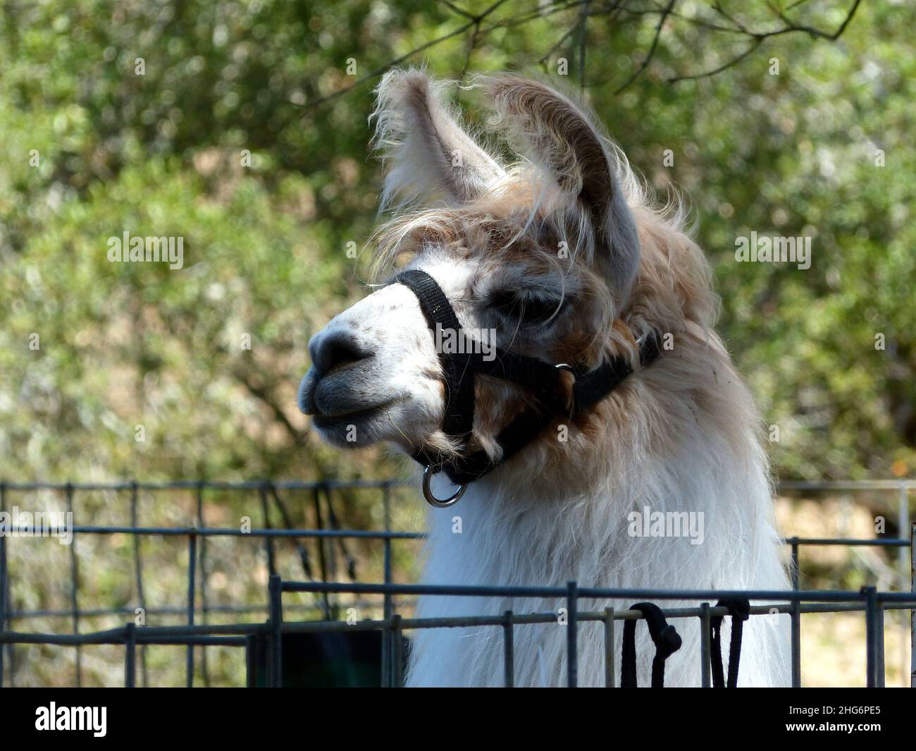 Curly Fur Coat High Resolution Stock Photography and Images - Alamy