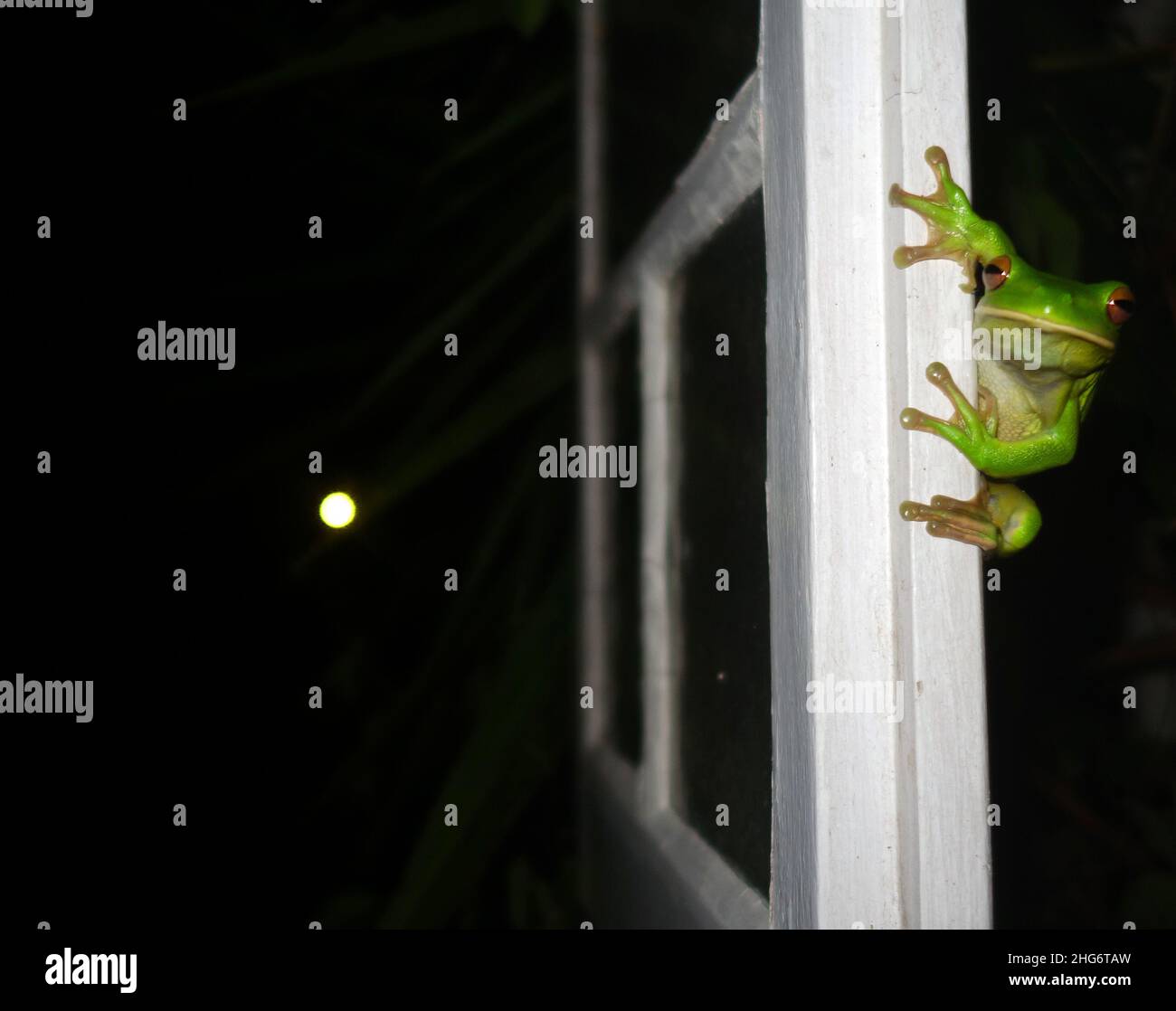 White-lipped tree frog (Litoria infrafrenata) on casement window with moon in background, Cairns, Queensland, Australia Stock Photo