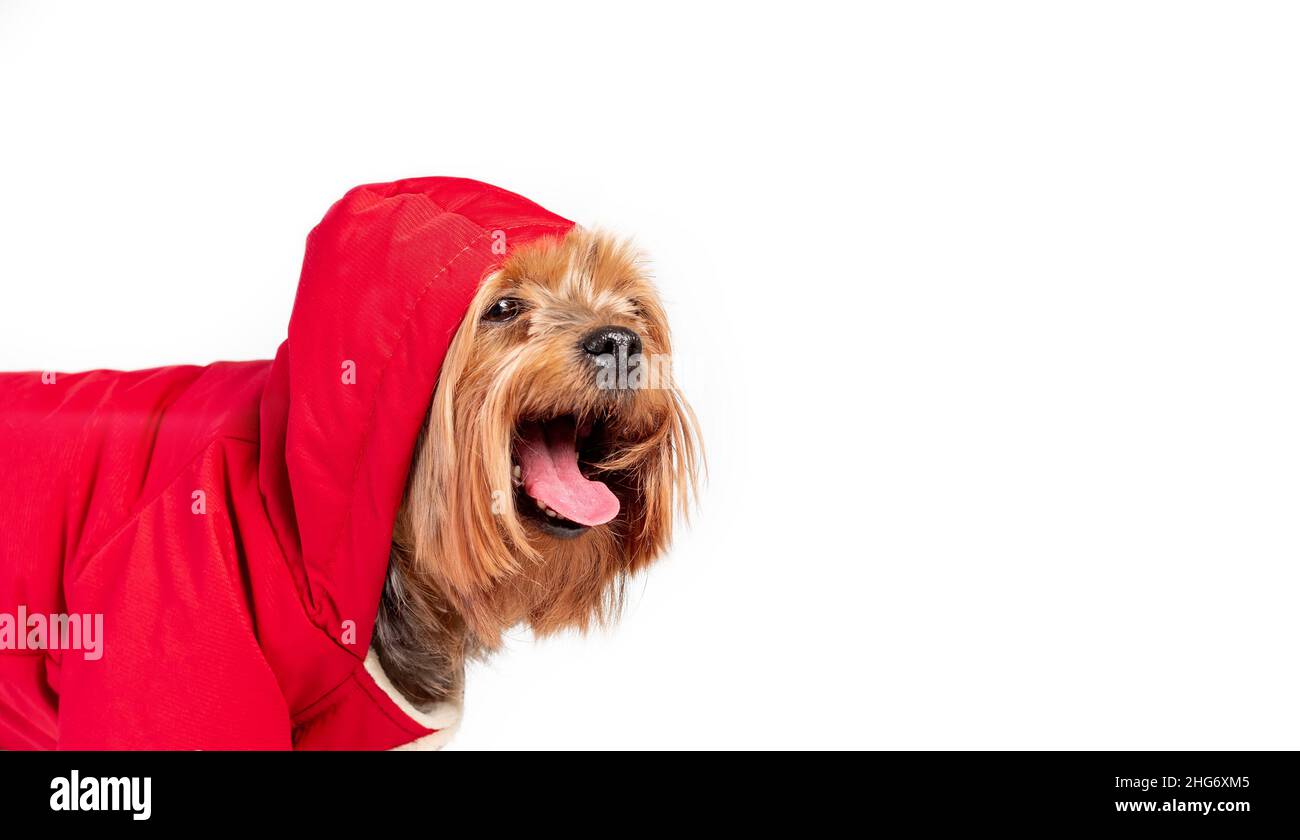 Happy smiling yorkshire terrier breed dog in red coat closeup on white background. Dog head is covered by hood. Copy space Stock Photo