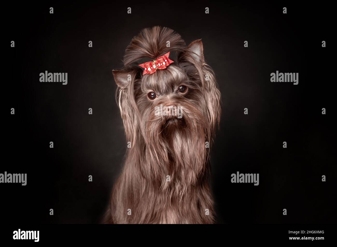 Closeup portrait of face of beautiful sad Yorkshire terrier dog chocolate color with red hair bow on a black background Stock Photo