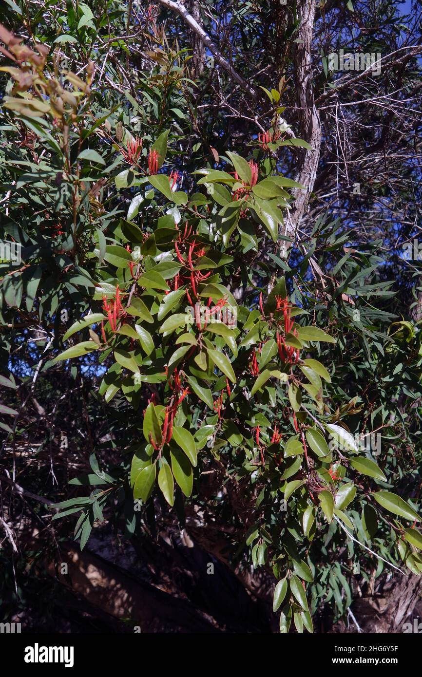 Flowering parasitic misteltoe (Amyema miquelii) on Melaleuca bush, Lake Paluma, Paluma Range National Park, Queensland, Australia Stock Photo