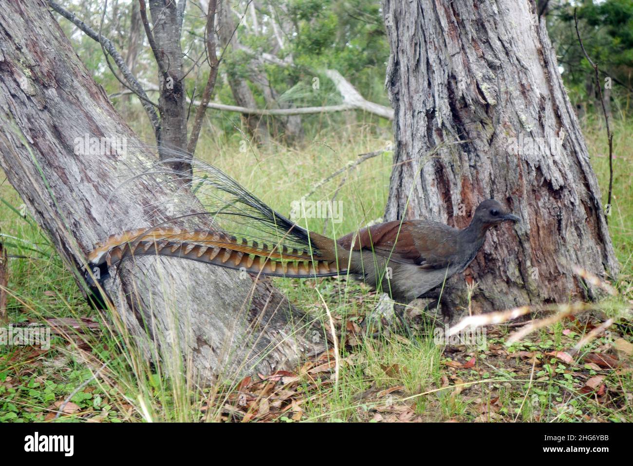 Superb Lyrebird scratching for grubs in the bush, Wollomombi Falls, Oxley Wild Rivers National Park, New South Wales, Australia Stock Photo