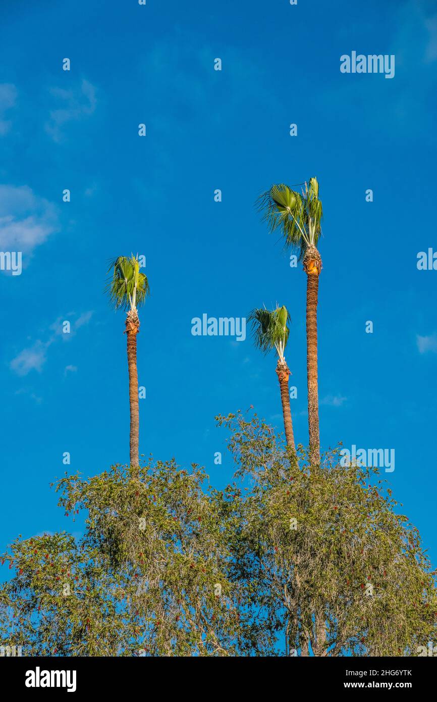 Tall thin recently trimmed palm trees Stock Photo Alamy