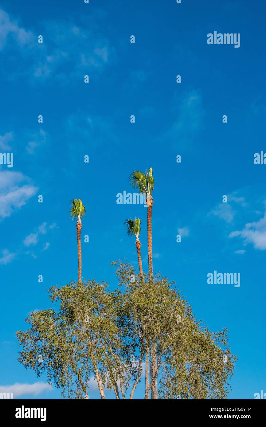 Tall thin recently trimmed palm trees Stock Photo Alamy