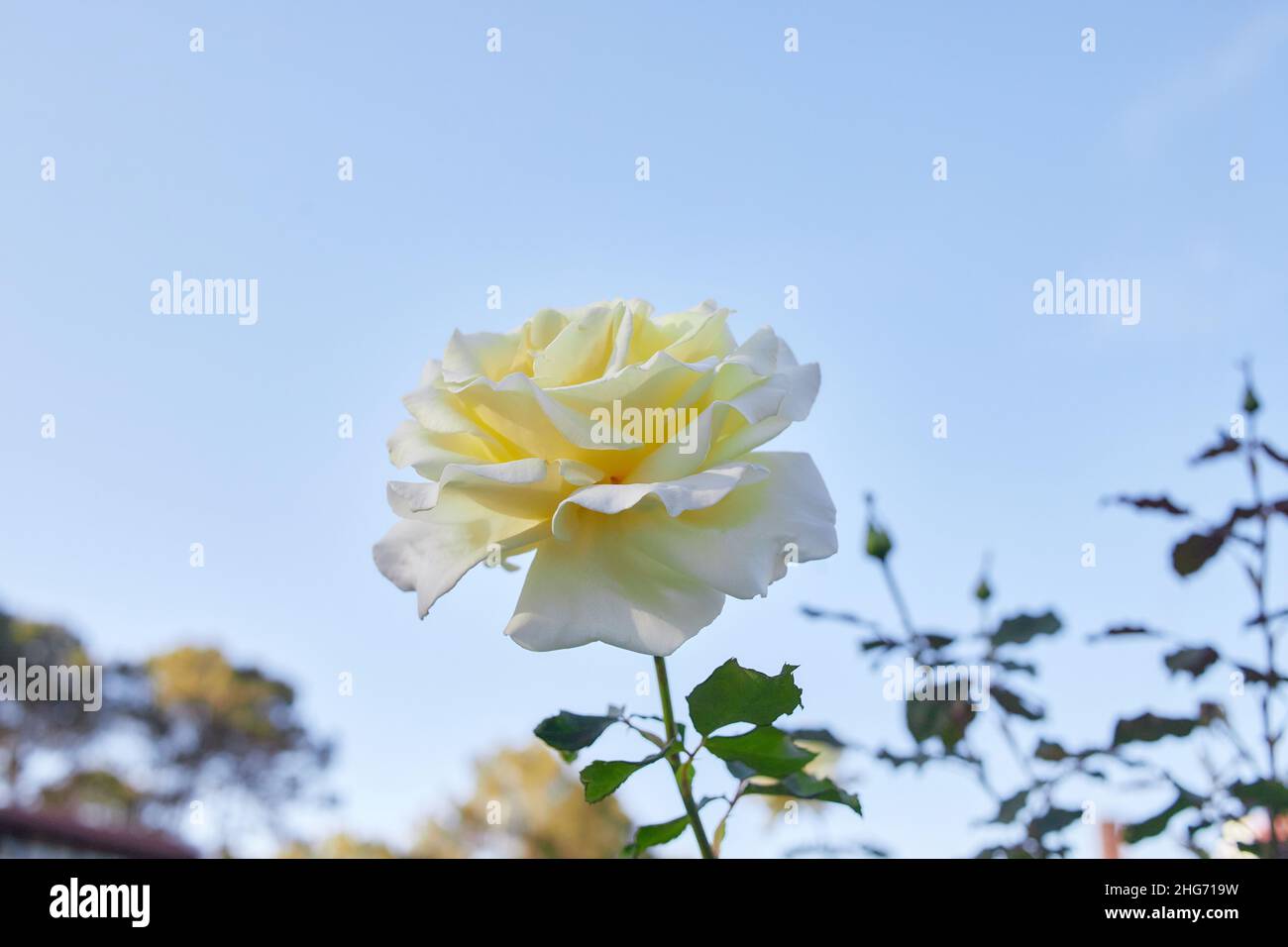 Fresh white rose flower blooming in a garden Stock Photo