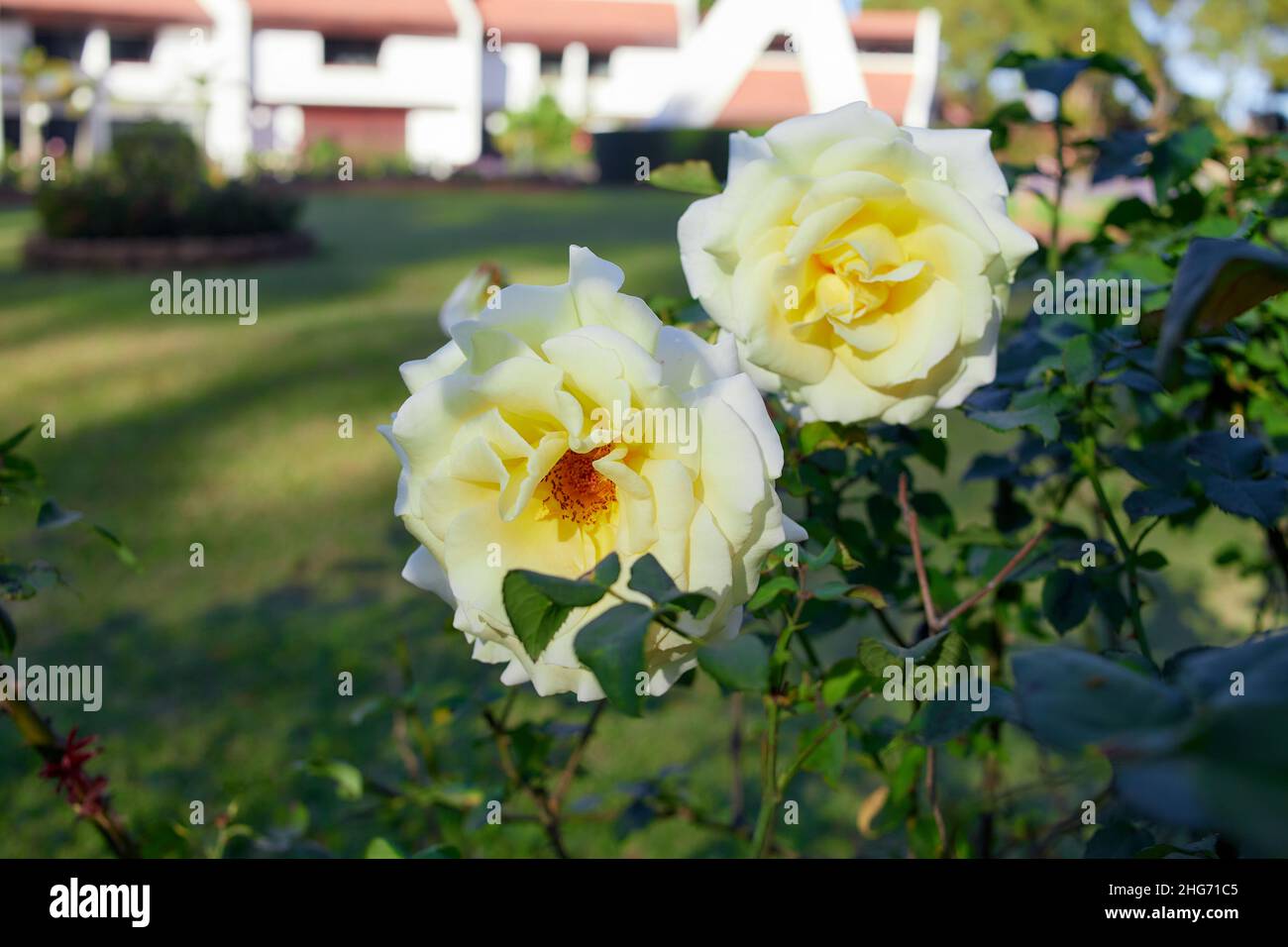 Fresh white rose flower blooming in a garden Stock Photo