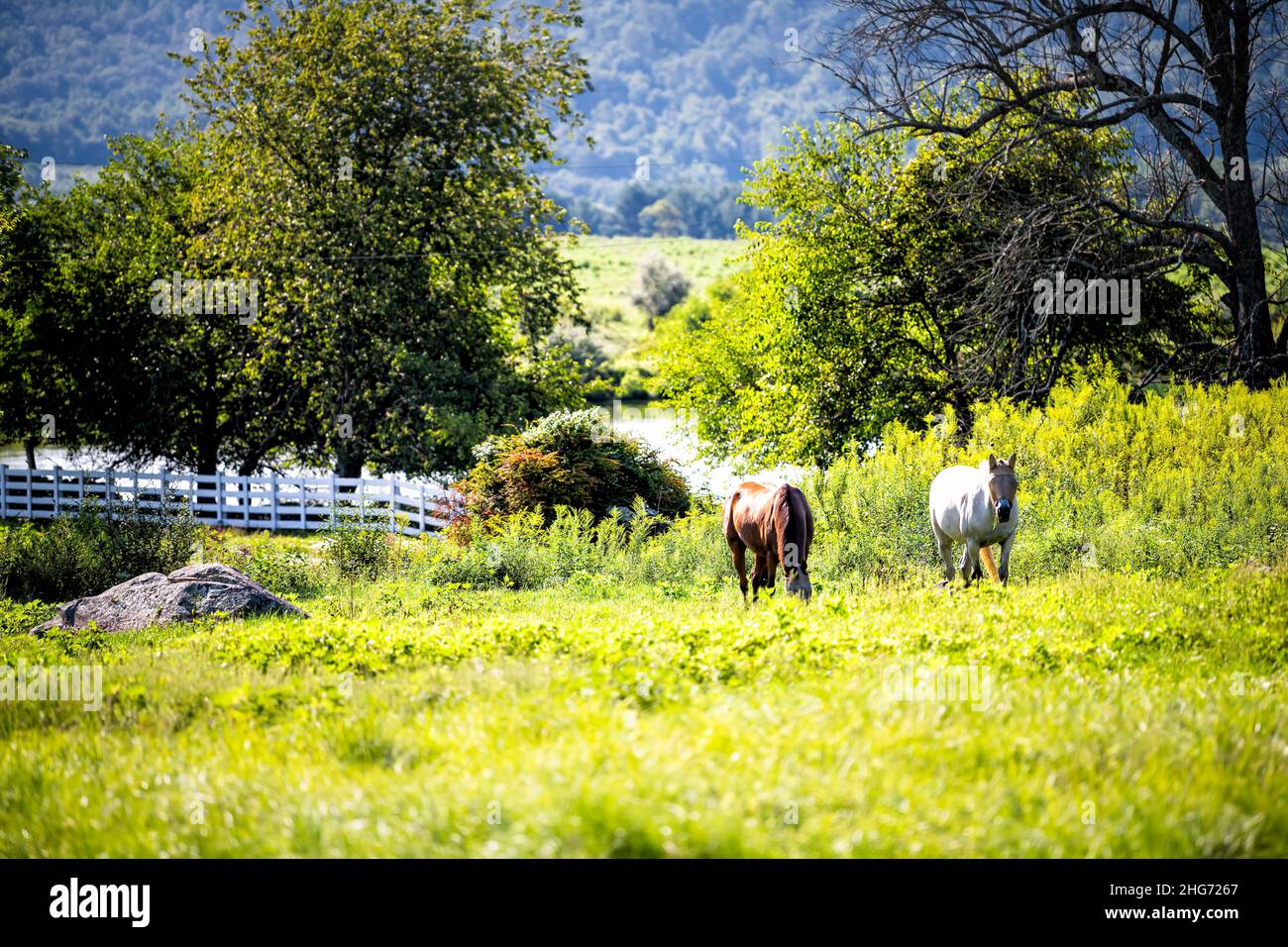 Evening or morning farm field with horses wearing mask grazing at pastoral rural countryside in Virginia, USA with white picket fence and lake trees i Stock Photo