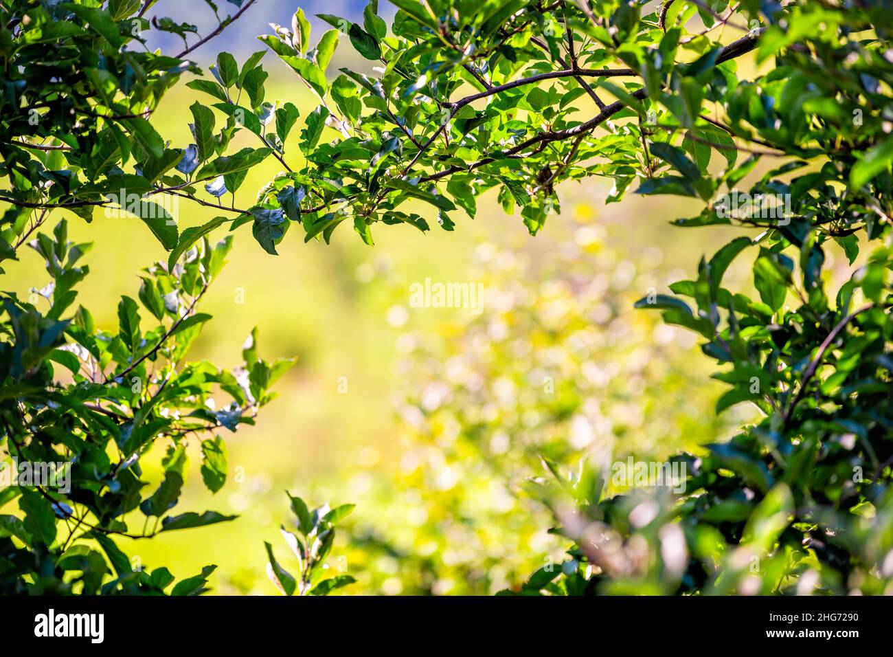 Apple orchard tree green leaf branches framing sunlight on meadow field sunny background in autumn fall or summer farm countryside in Virginia with le Stock Photo
