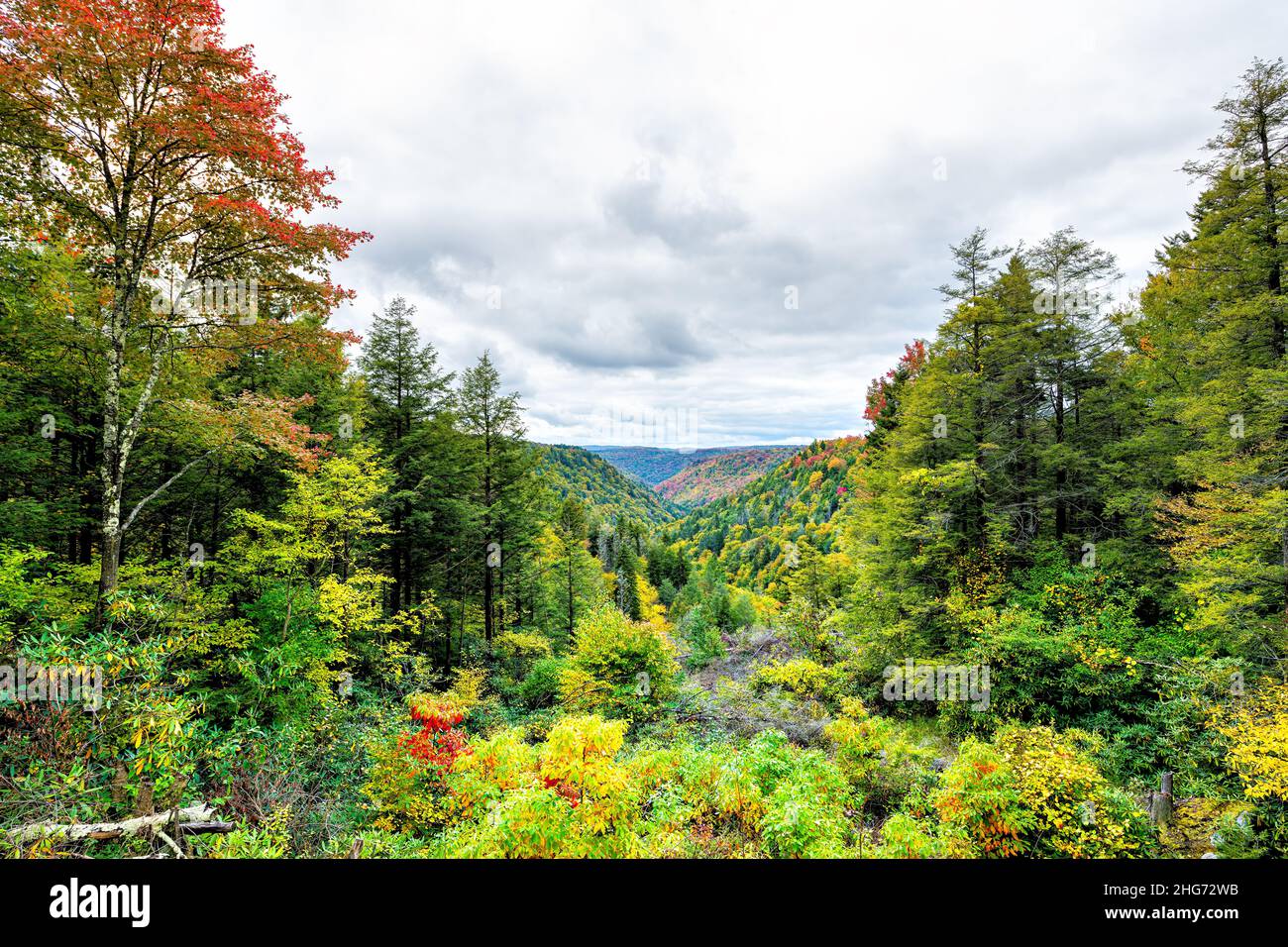 Allegheny mountains in autumn fall season with green foliage turning gold red and yellow at Lindy Point overlook in Blackwater Falls State Park in Wes Stock Photo