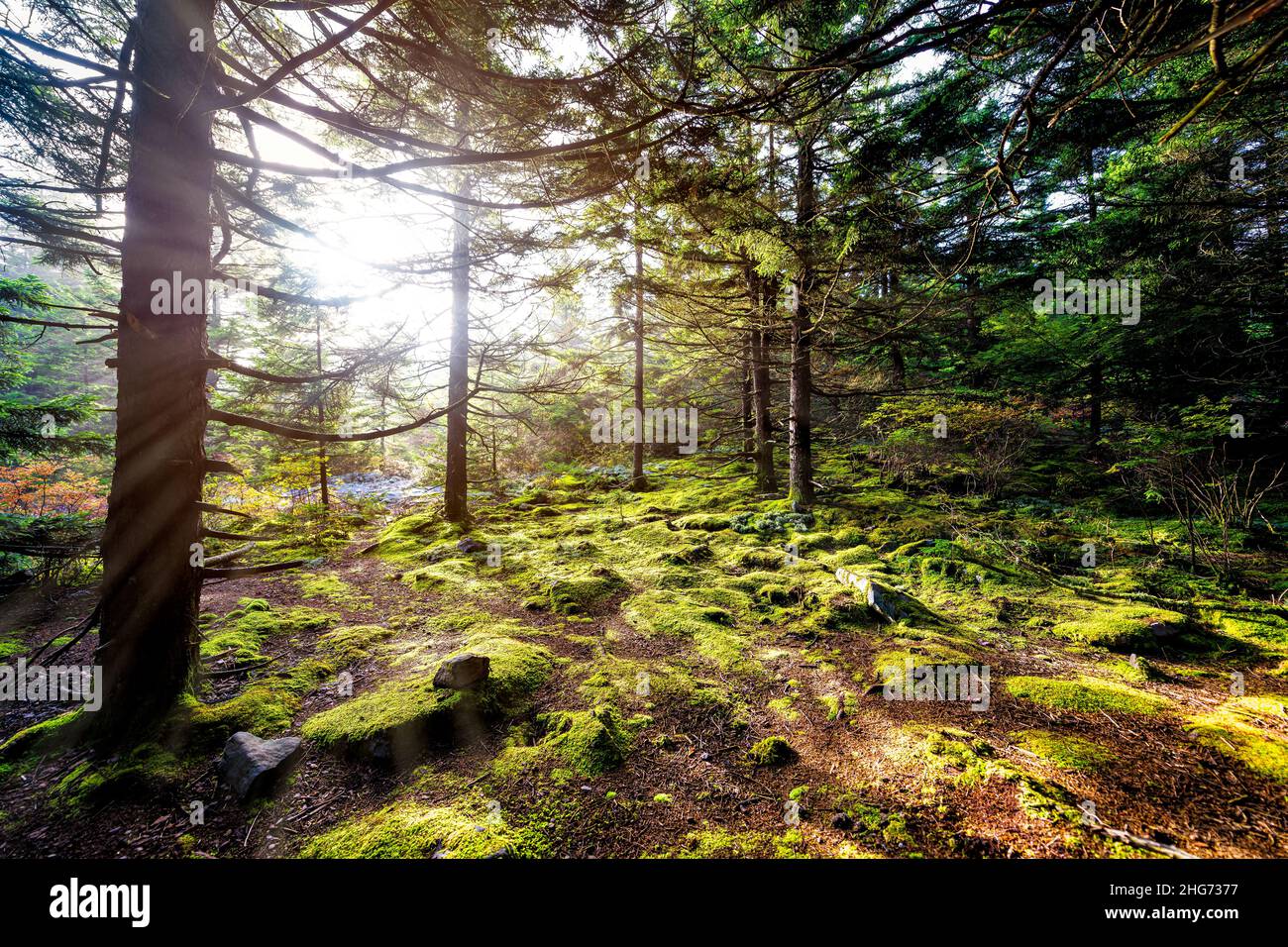 Huckleberry hiking trail in Spruce Knob Appalachian mountains with ...