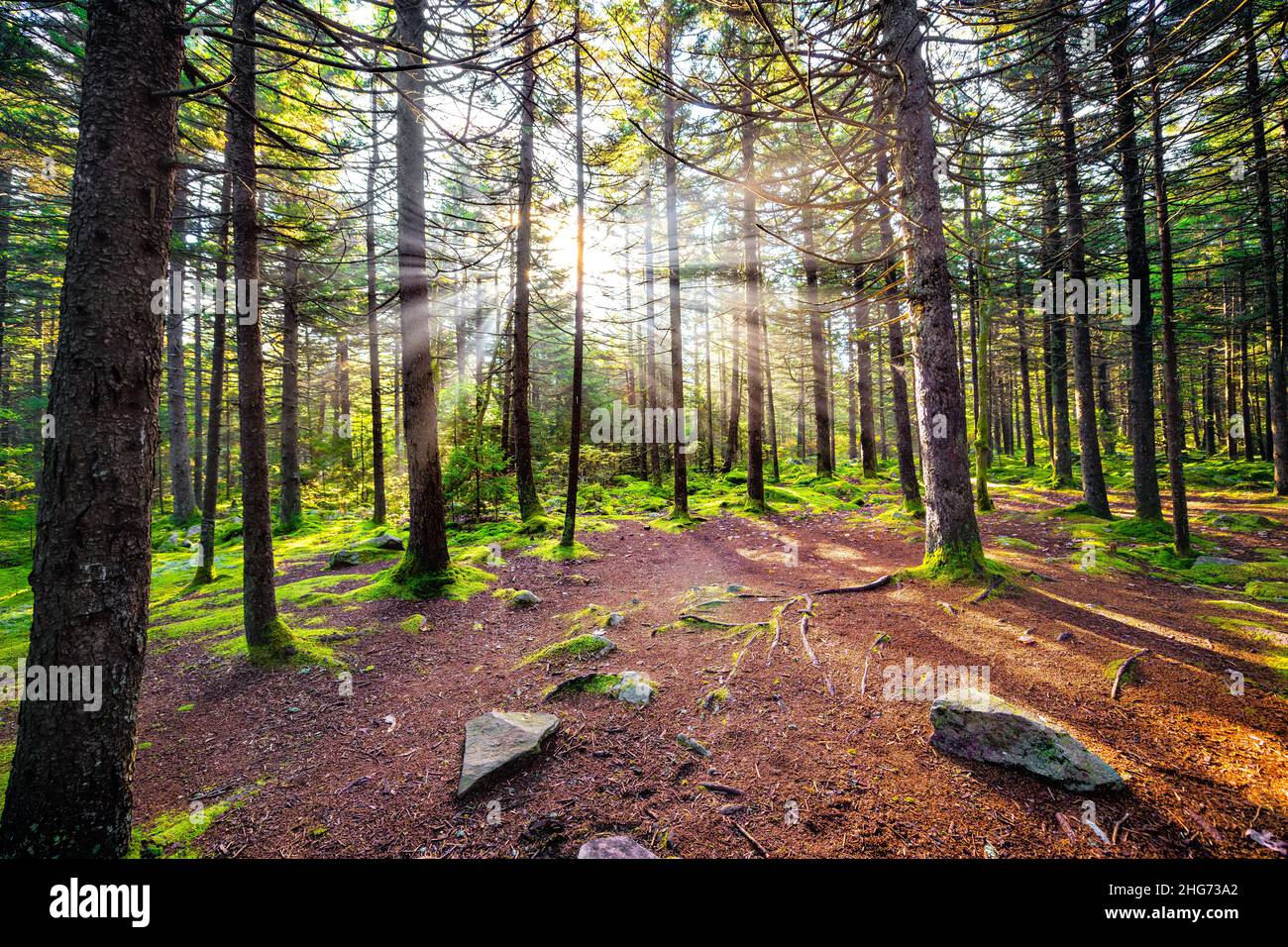 Enchanted dreamy fairy tale moss forest with sun rays behind tree conifer trunks in Huckleberry hiking trail in West Virginia Spruce Knob mountains Stock Photo