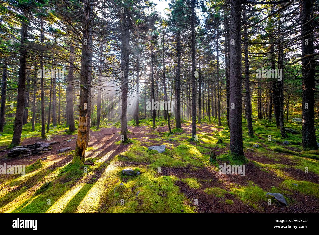 Conifer dreamy fairy tale enchanted moss green dark forest sunrise sun rays behind tree trunks Huckleberry trail in Spruce Knob mountains West Virgini Stock Photo