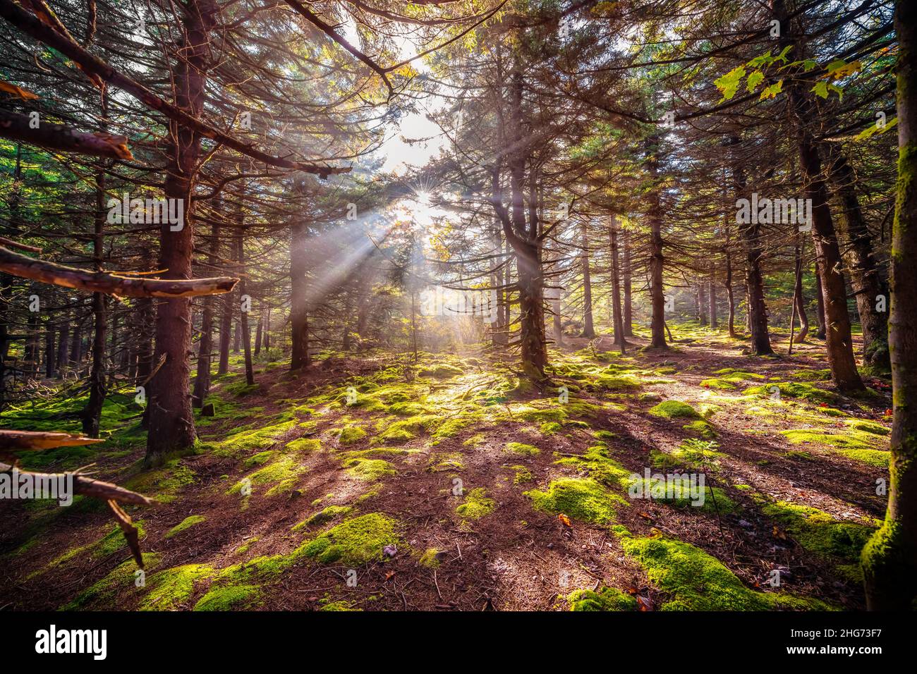 Coniferous fairy tale enchanted moss green dark forest sunrise sun rays behind through trees hope concept vintage tone at Huckleberry trail in Spruce Stock Photo