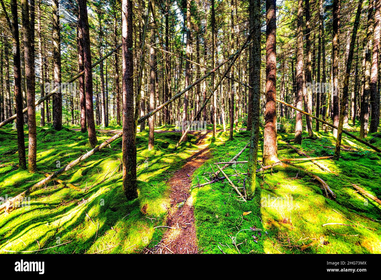 Red spruce pine trees lush green moss covered woods with footpath road