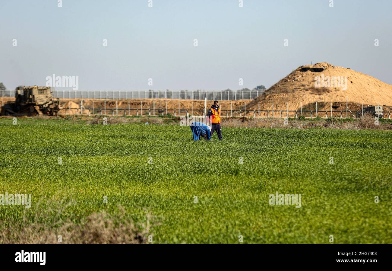 Gaza, Palestine. 18th Jan, 2022. Farmers work on a farm near the fence separating Gaza and Israel, while an Israeli army bulldozer is razing parts of Palestinian agricultural land in Khuza'a, east of Khan Yunis, in the southern Gaza Strip. Credit: SOPA Images Limited/Alamy Live News Stock Photo