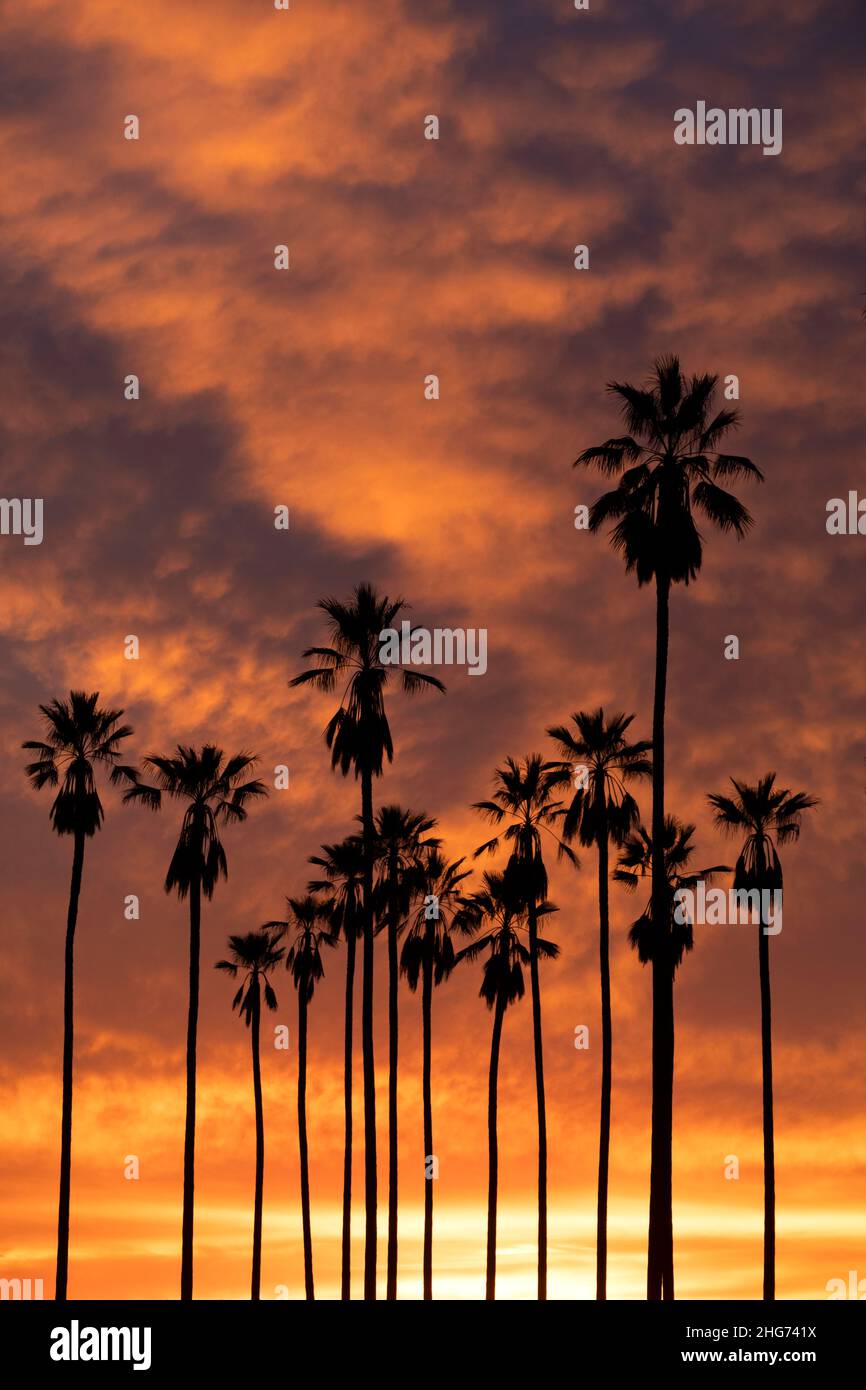 Tall palm tree silhouette against a spectacular California sunset in Elysian Park Stock Photo