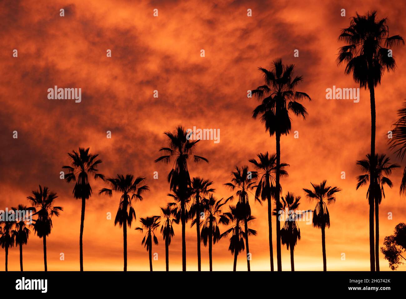 Silhouette of a line of tall palm trees set against a gold and orange sunset in Los Angeles, California Stock Photo