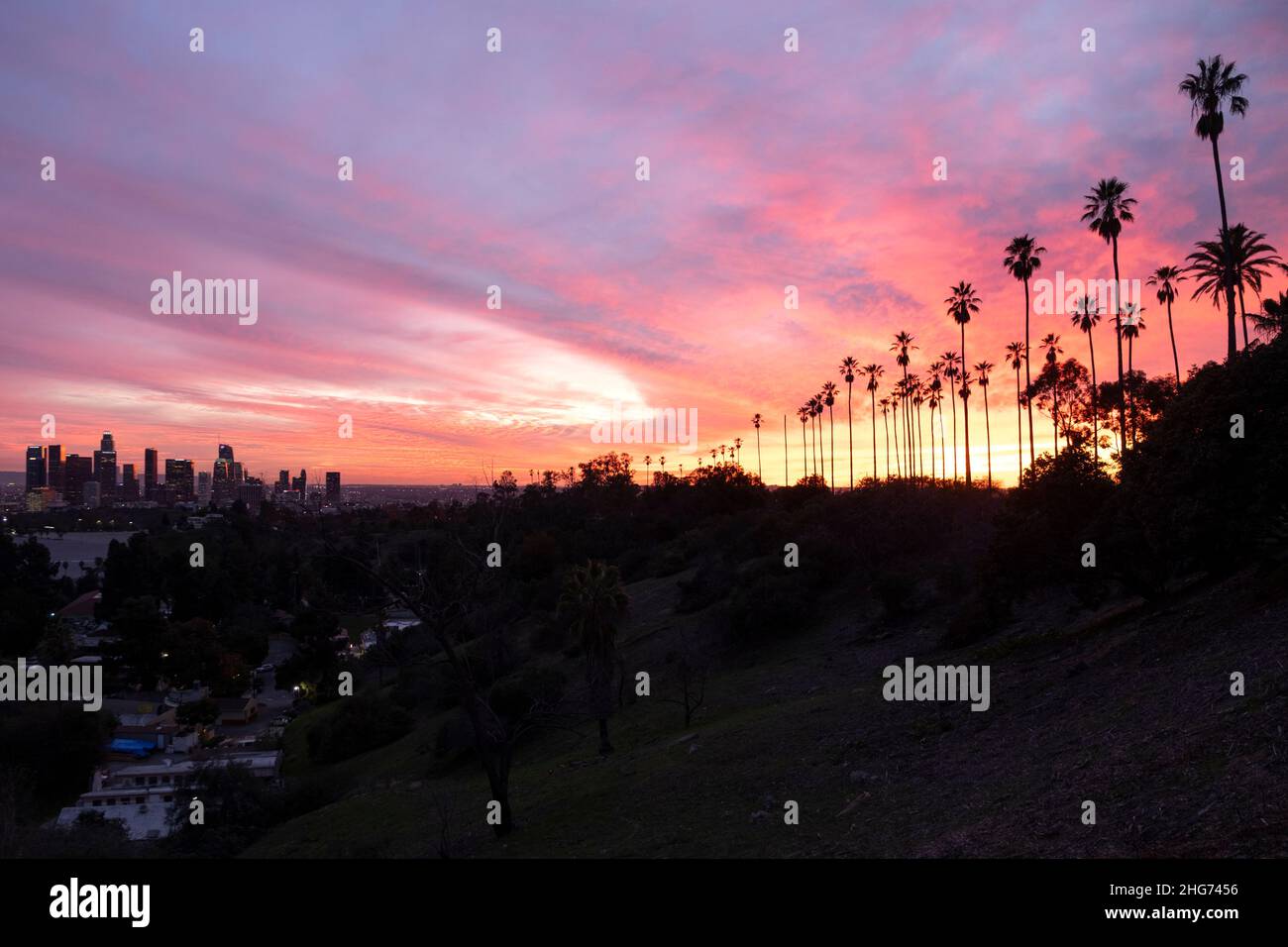 Palm trees and Los Angeles skyline at sunset from Elysian Park Stock Photo