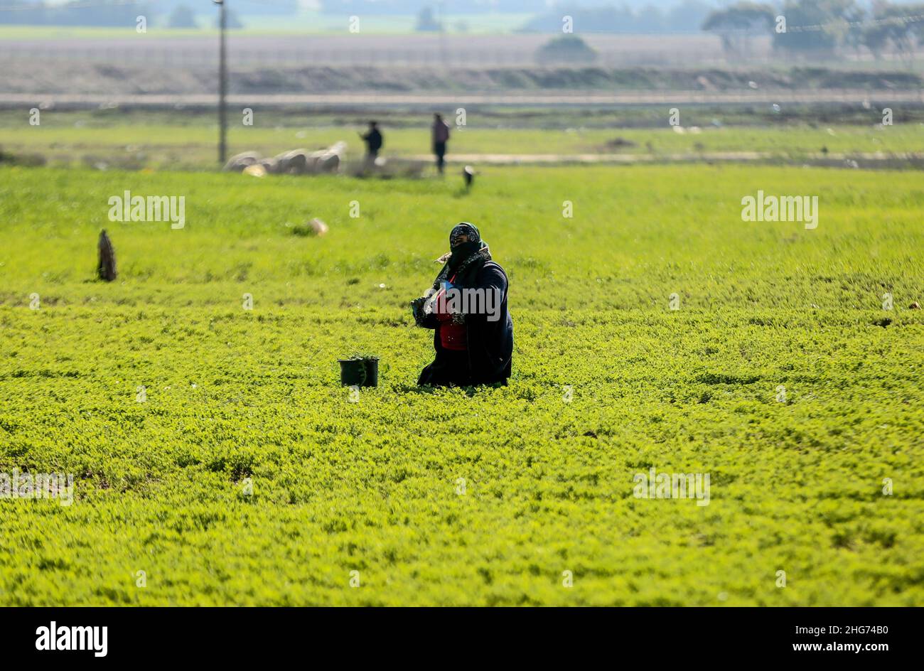 Gaza, Palestine. 18th Jan, 2022. A farmer works on a farm near the fence separating Gaza and Israel, while Israeli military vehicles bulldoze parts of Palestinian agricultural land in Khuza'a, east of Khan Yunis, in the southern Gaza Strip. (Photo by Yousef Masoud/SOPA Images/Sipa USA) Credit: Sipa USA/Alamy Live News Stock Photo