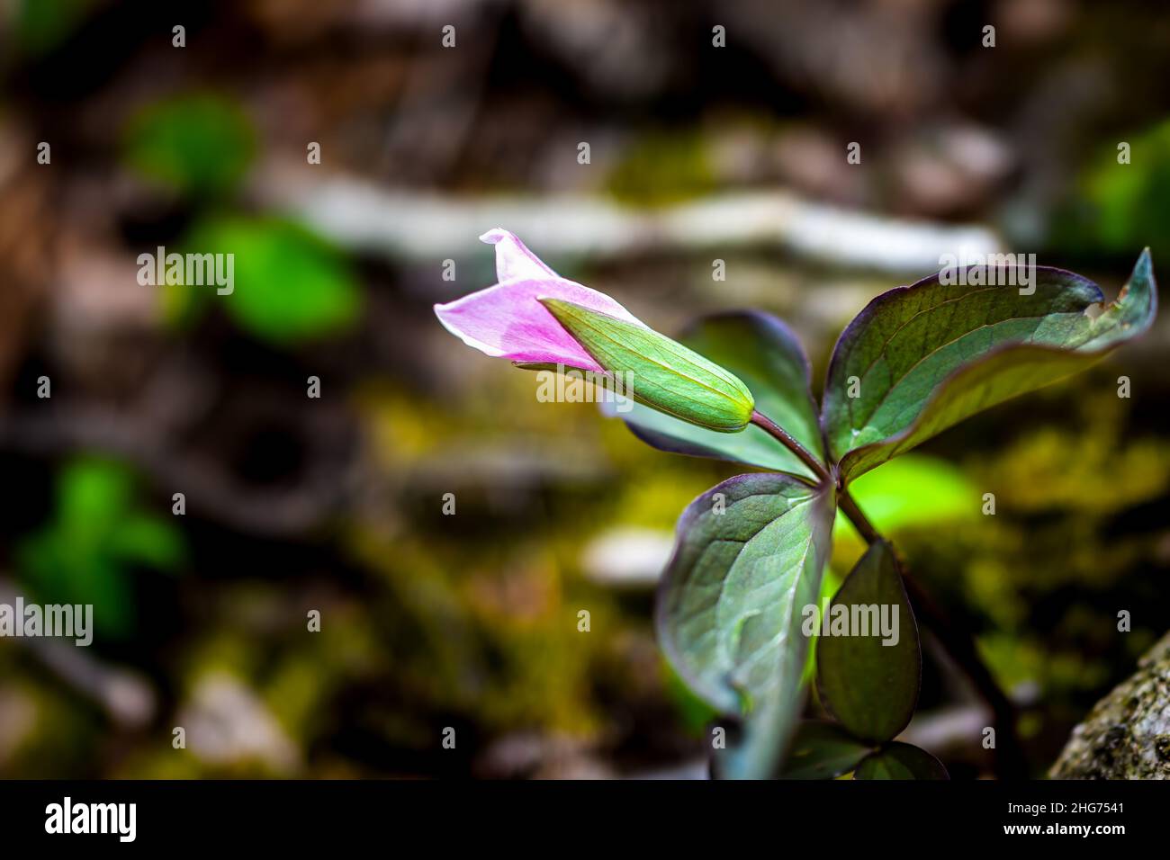 Macro closeup of closed one purple pink wild trillium wildflower flower in early spring in Virginia Blue Ridge Mountains of Wintergreen with blurry ba Stock Photo