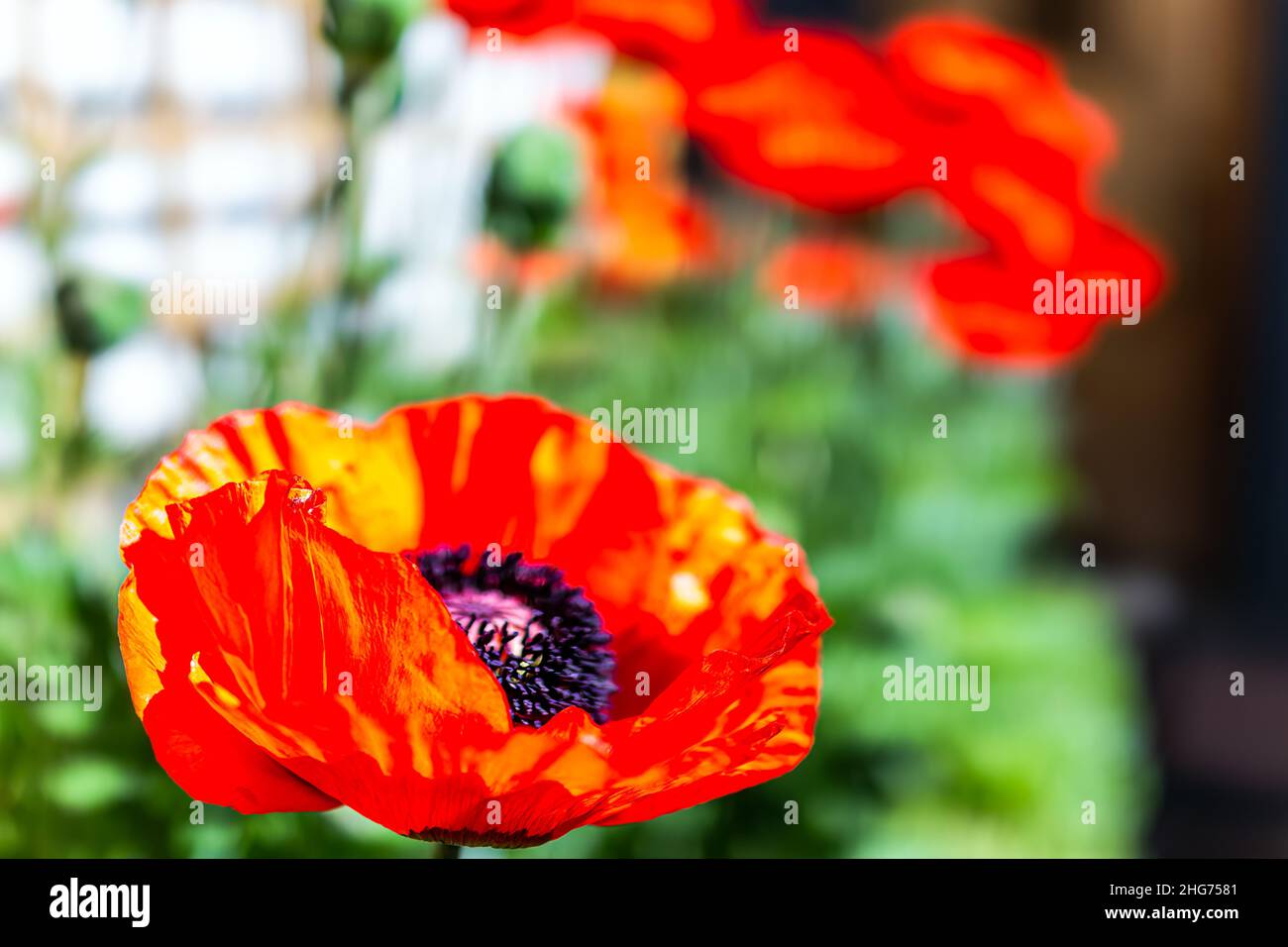 Colorful bright orange red color large poppy flowers macro closeup texture in summer garden with green leaves in blurry bokeh background on sunny day Stock Photo