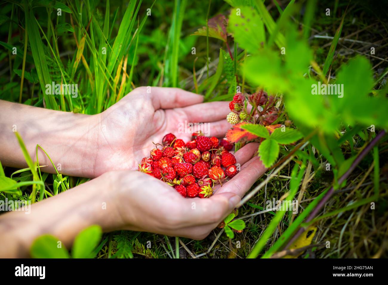 Hands closeup picking foraging many red wild alpine strawberries berries in North Carolina blue ridge mountains growing as wild edible on ground Stock Photo