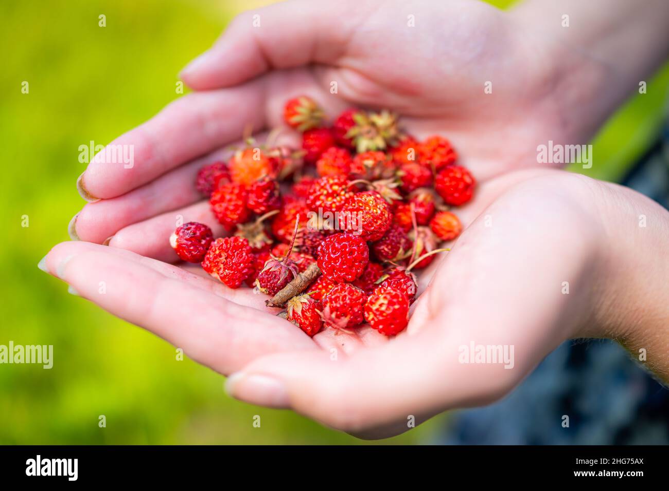 Woman hands closeup holding many red wild alpine strawberries berries picking foraged in North Carolina blue ridge mountains growing as wild edible ma Stock Photo