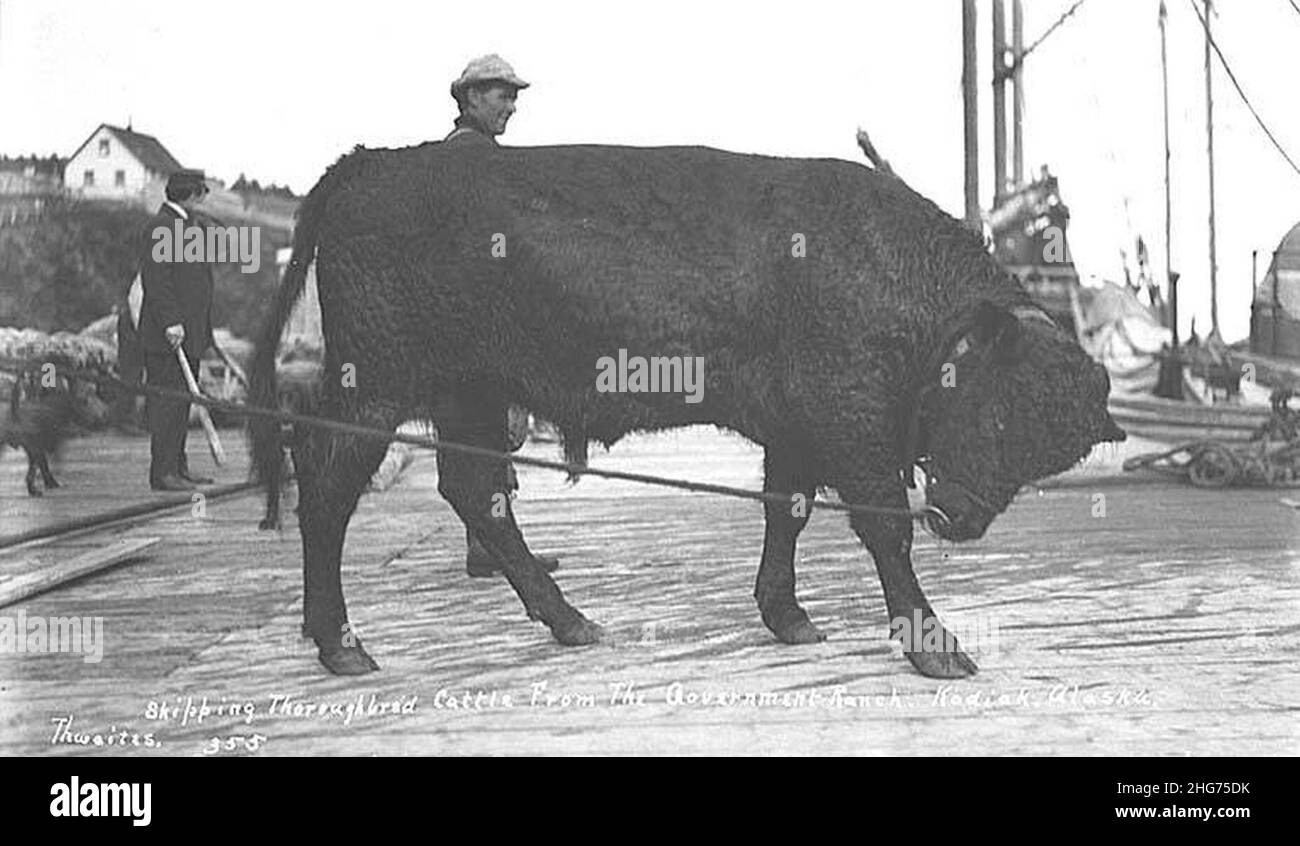 Shipping cattle from the Government Ranch, Kodiak, ca 1912 Stock Photo ...