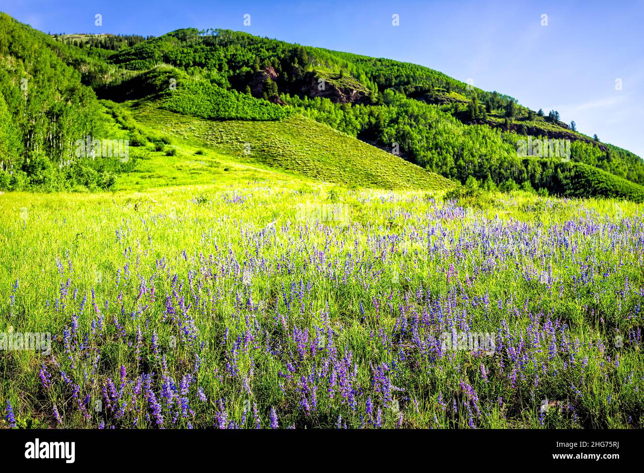 Lush green meadow field of many wild blue purple lupine flowers wildflowers in Maroon Bells area in Aspen, Colorado with background of rocky mountains Stock Photo