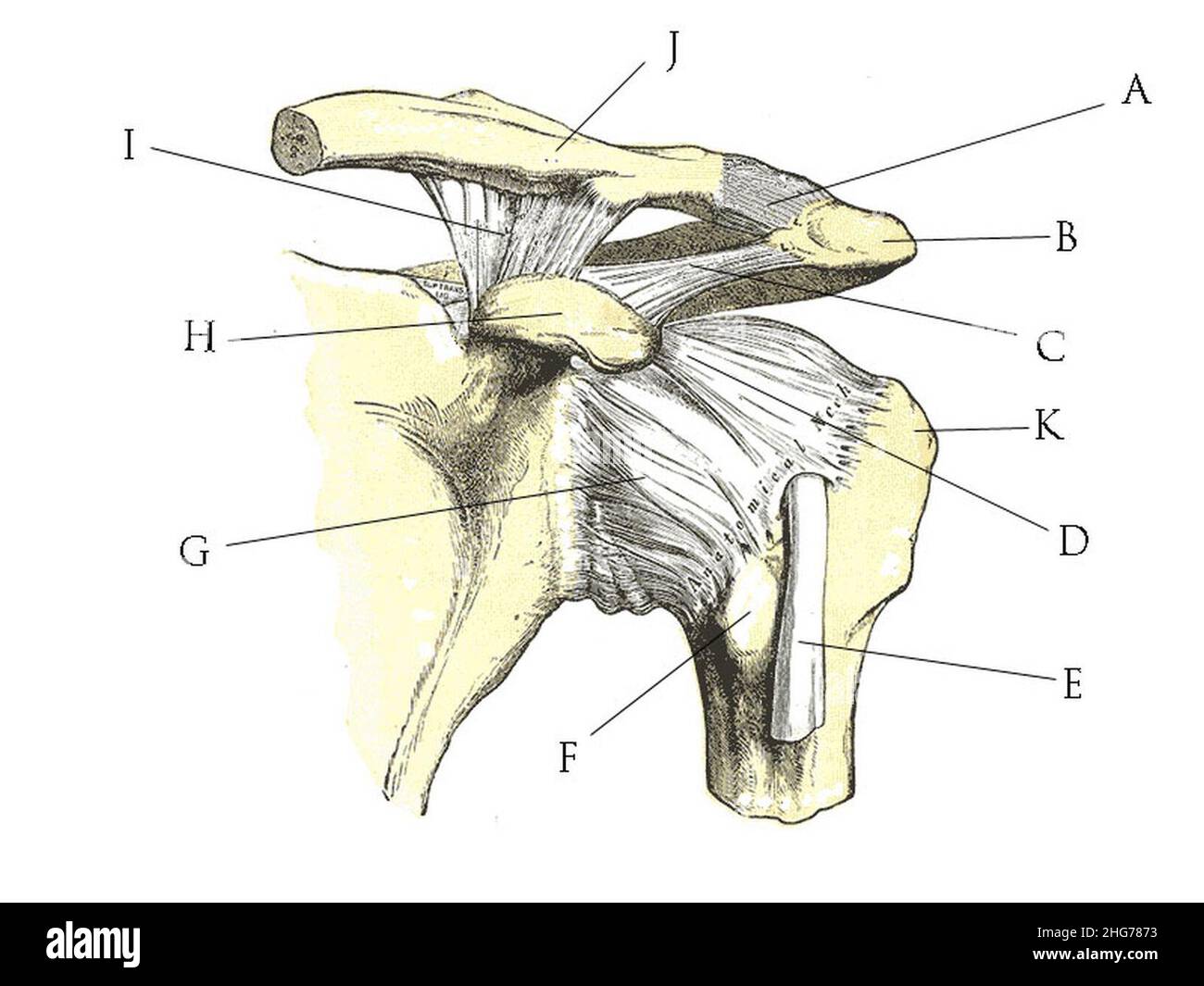 res stock photography and images Biology Diagrams