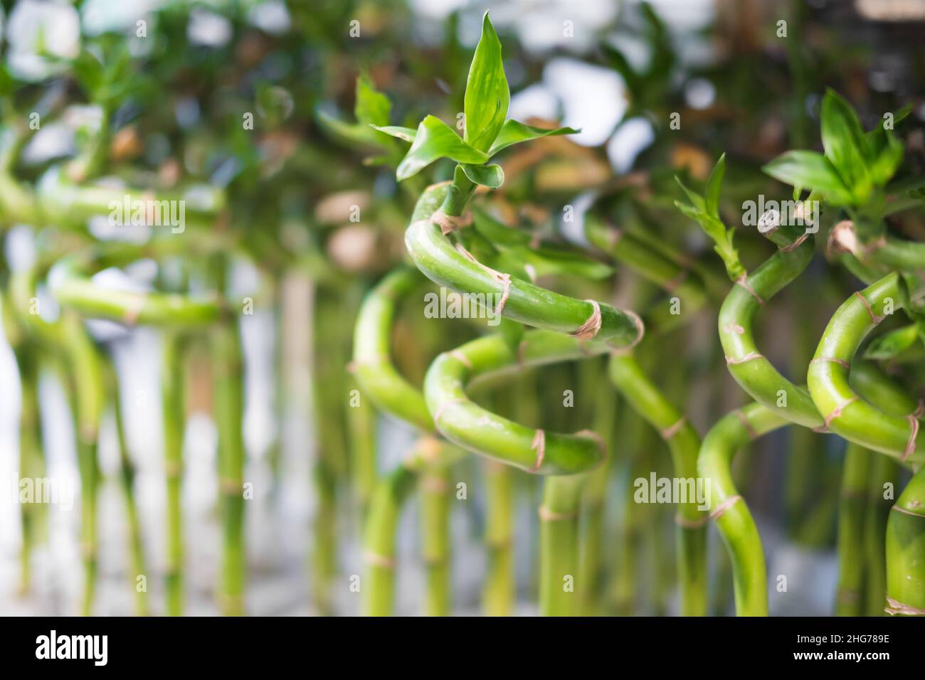 Young shoots of bamboo in the form of a houseplant. Stock Photo