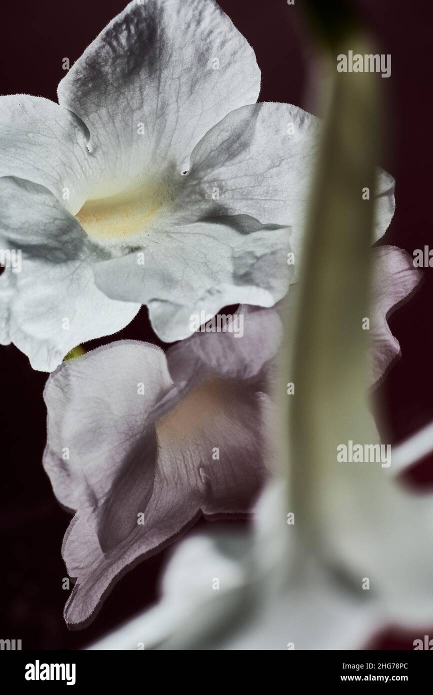 abstract image of Jasminum officinale ‘Grandiflorum’ flowers type of jasmine. Stock Photo