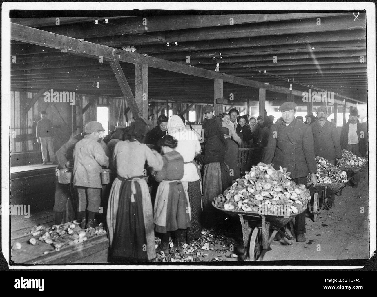 Shucking oysters in Alabama Canning Co. Small boy in left is Mike Murphy, ten years old. Bayou La Batre, Ala. Stock Photo