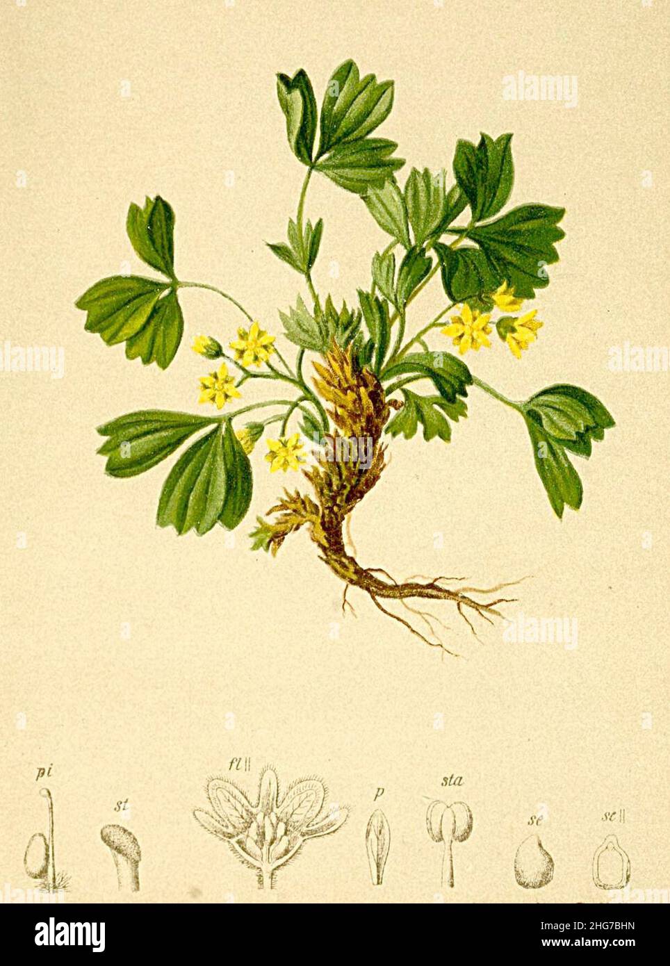 Sibbaldia procumbens Atlas Alpenflora. Stock Photo
