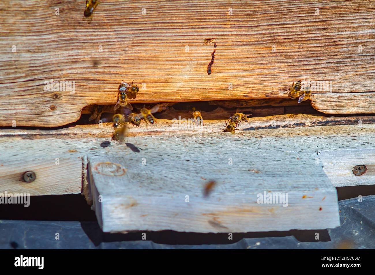 Close up bees enter exit hi-res stock photography and images - Alamy
