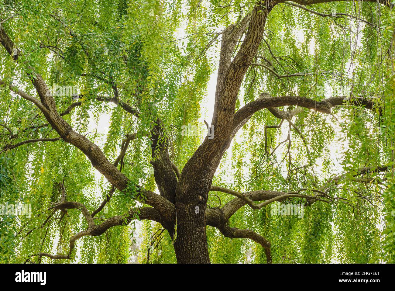 Mayten tree (Maytenus boaria), evergreen weeping tree close up in park Stock Photo