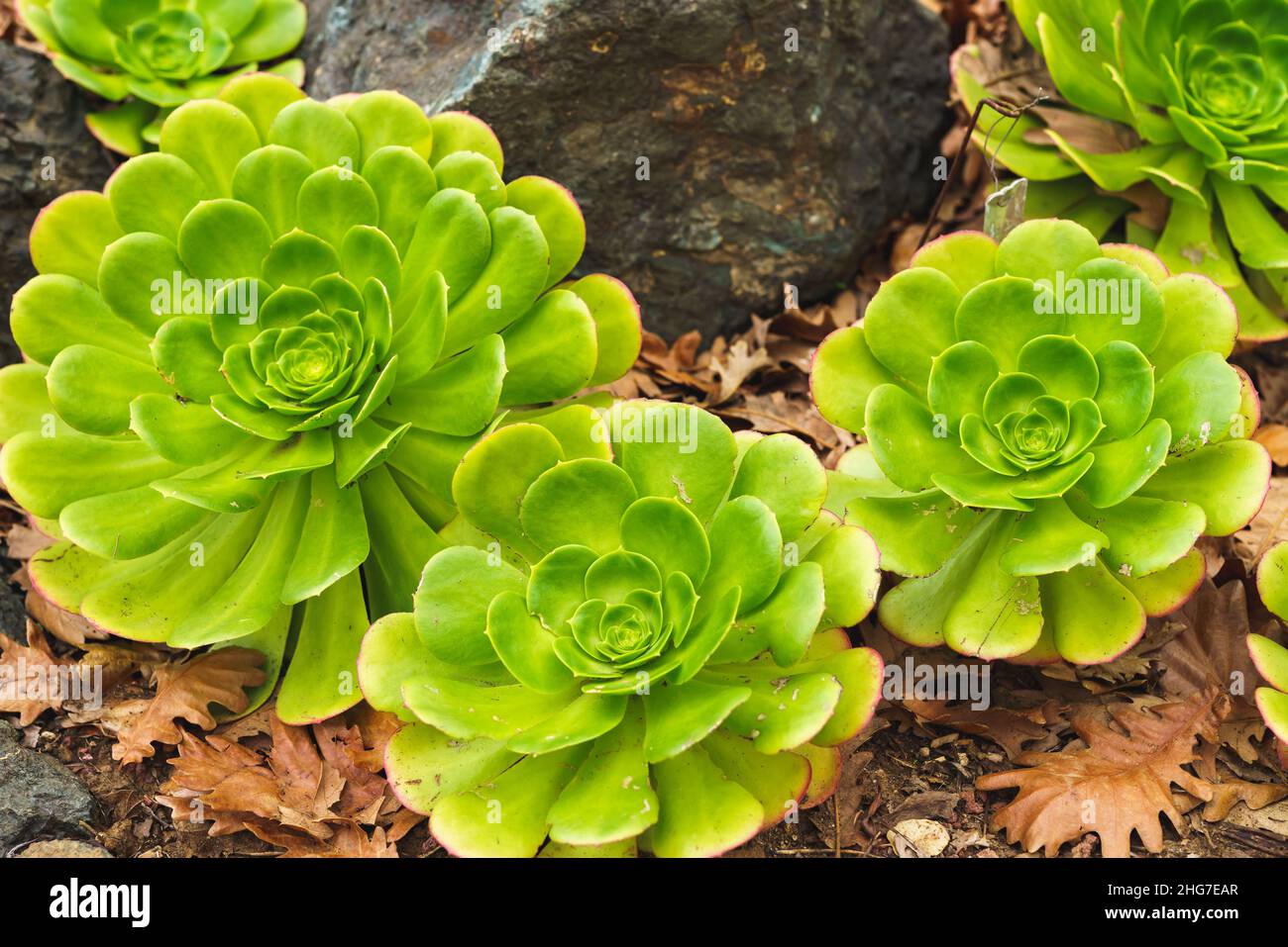 Aeonium Arboreum (Tree Aeonium) close up in the garden. Beautiful evergreen succulent plant with thick woody stems and large rosettes Stock Photo