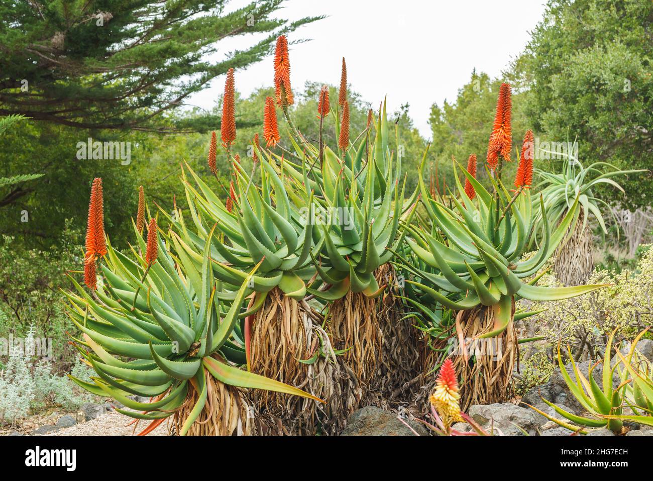 Mountain Aloe (Aloe marlothii) close up in bloom in the garden. Mountain Aloe is a large evergreen succulent, it grows up to 8-10 ft tall Stock Photo