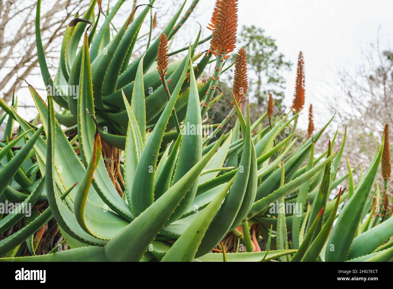 Mountain Aloe (Aloe marlothii) close up in bloom in the garden. Mountain Aloe is a large evergreen succulent, it grows up to 8-10 ft tall Stock Photo