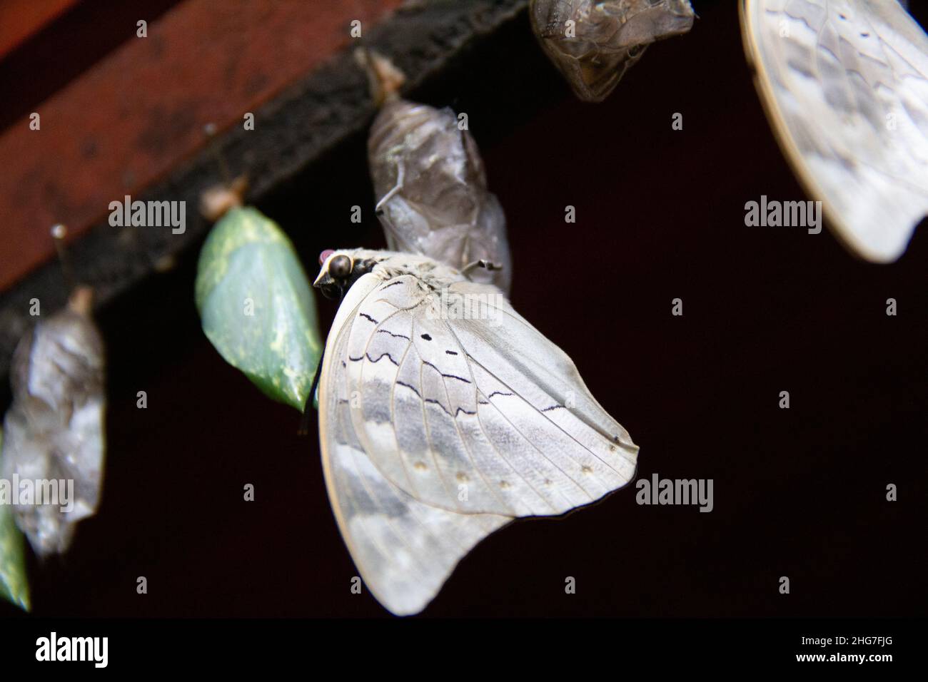 White Butterflies emerging from cocoons in the rainforest preserve in
