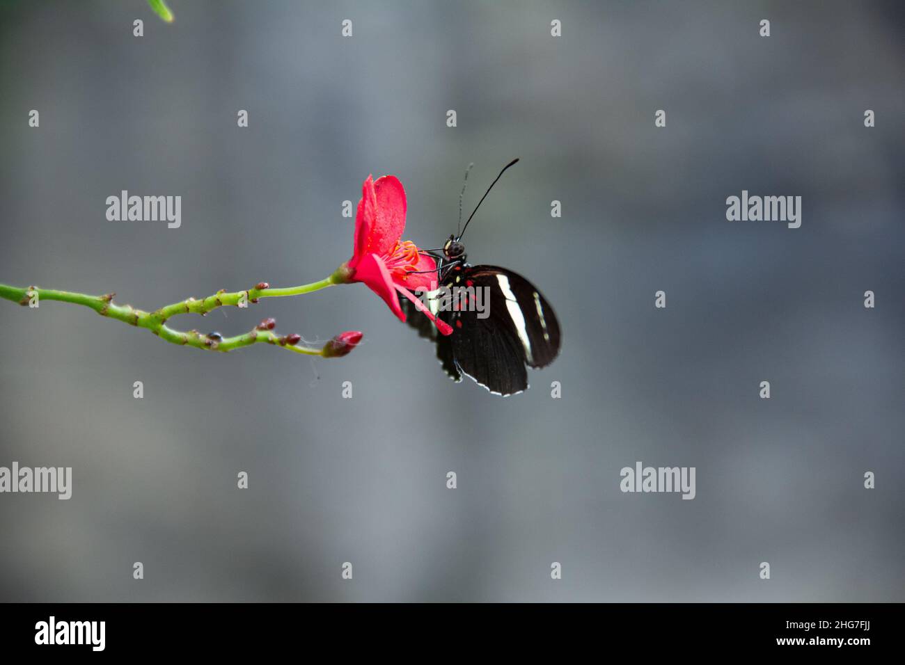 White Striped Black Butterly on a Small  Red Flower in Costa Rica Rainforest Stock Photo