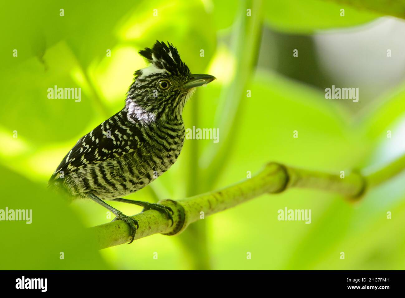 Barred Antshrike (Thamnophilus doliatus). Flores, Petén. Stock Photo