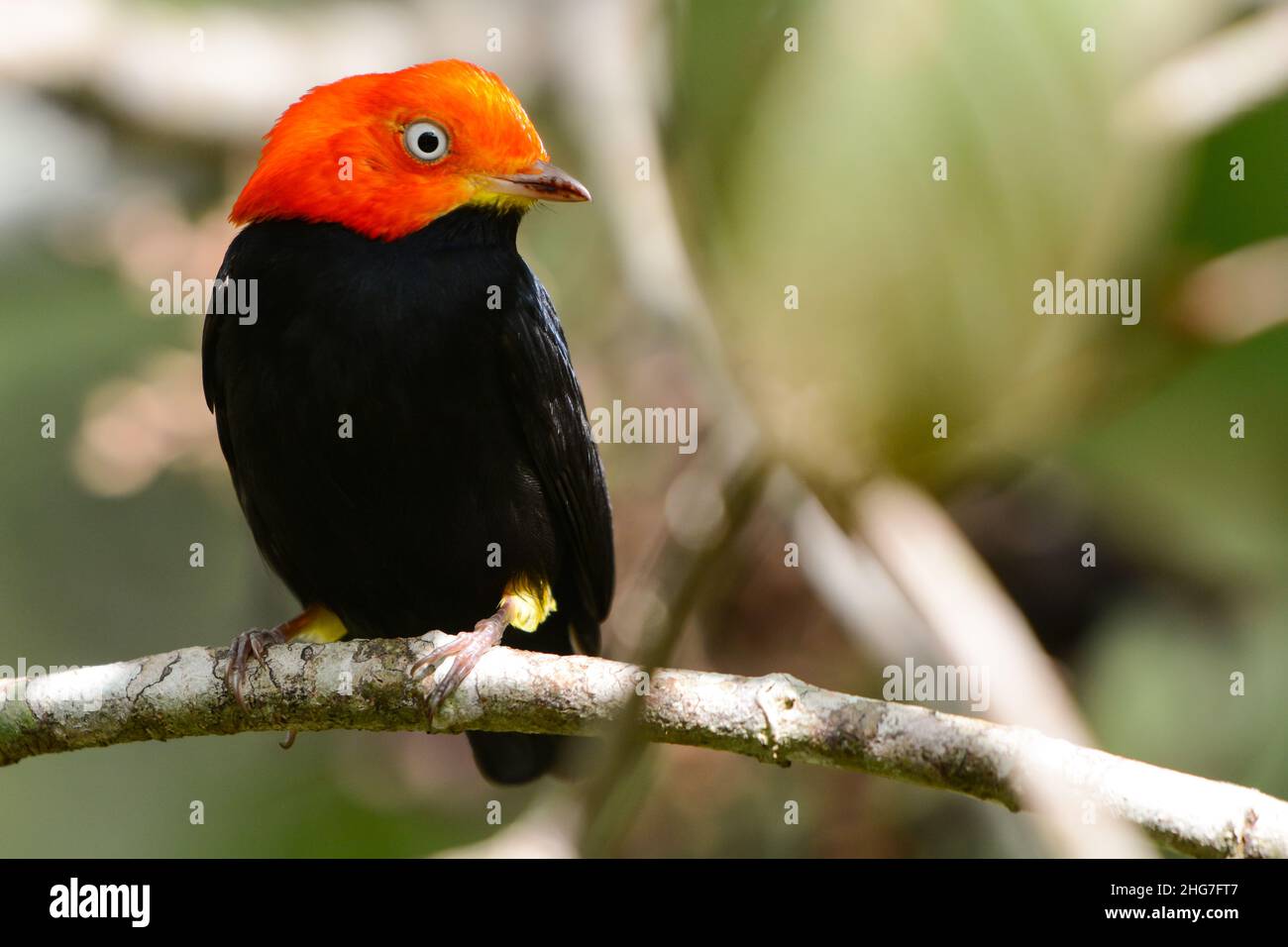 Red-capped manakin. (Ceratopipra mentalis). Estación Biológica Las Guacamayas. Laguna del Tigre, Petén, Guatemala Stock Photo