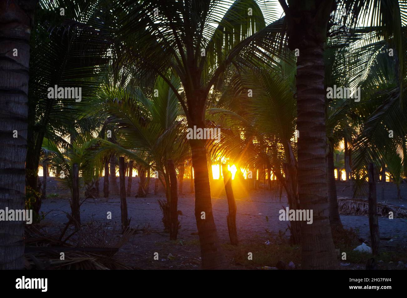 Sunset through palm trees. Monterrico, Escuintla. Stock Photo